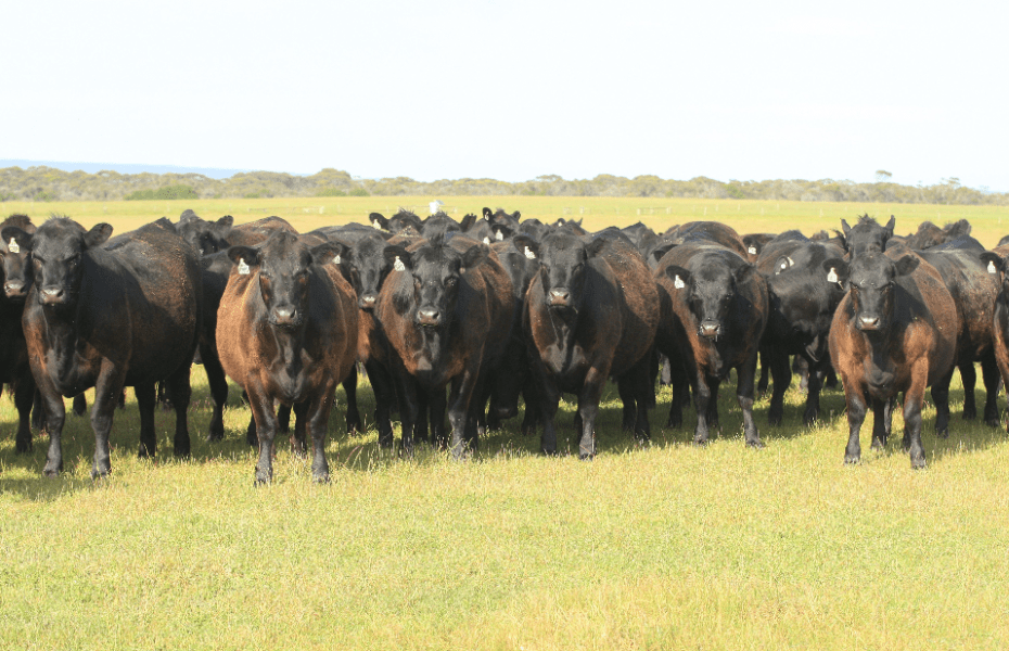 West is Best for Coonamble Angus Stud Sale